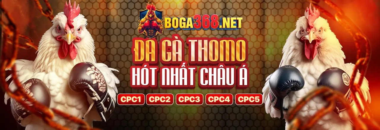 Sân đá gà trực tuyến tại thabet88 casino